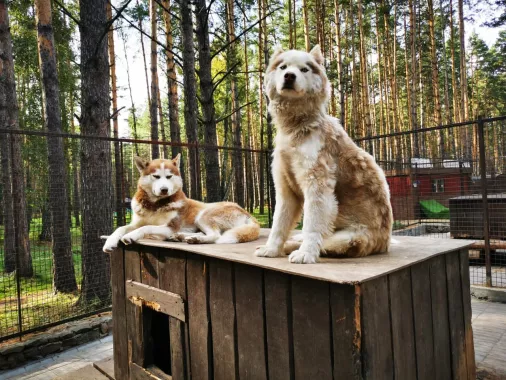 "Хаскилэнд Кемерово"