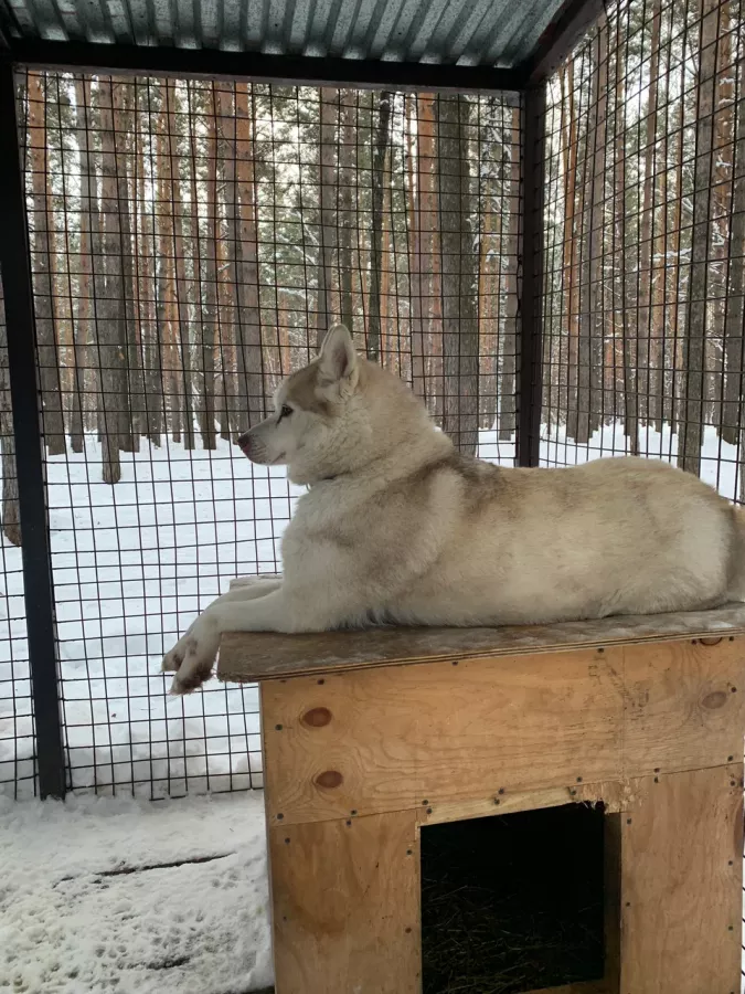 Хаскилэнд Кемерово в Кемерово: Зоопарк, Любимцы, Дети, Чилим, Развлечения, Природа, Zoo, Animals,