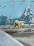 Миниатюра 12