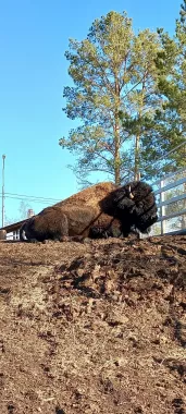 "Республиканский зоопарк Орто-Дойду имени В.Г. Алексеева"