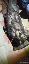 Миниатюра 12