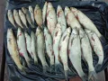 Миниатюра 9