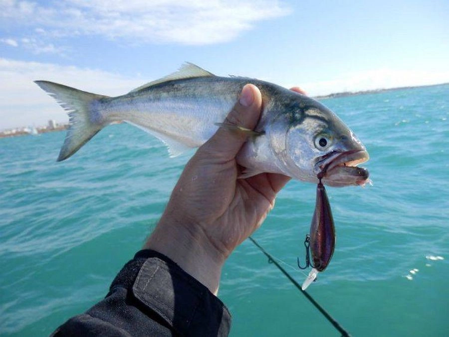 Fishing Adler. Рыболовный Клуб в Адлере: Платная Рыбалка, Рыболовный Клуб, Рыбалка в Адлере, Рыбалка на Море, Рыбалка на Катере, Рыбалка на Яхте, Рыбалка на Белугу, Рыбалка на Форель, Рыбалка на Кумжу, Рыбалка на Селедку,