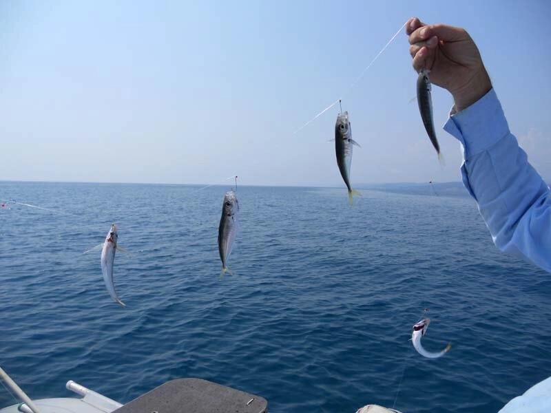 Fishing Adler. Рыболовный Клуб в Адлере: Платная Рыбалка, Рыболовный Клуб, Рыбалка в Адлере, Рыбалка на Море, Рыбалка на Катере, Рыбалка на Яхте, Рыбалка на Белугу, Рыбалка на Форель, Рыбалка на Кумжу, Рыбалка на Селедку,