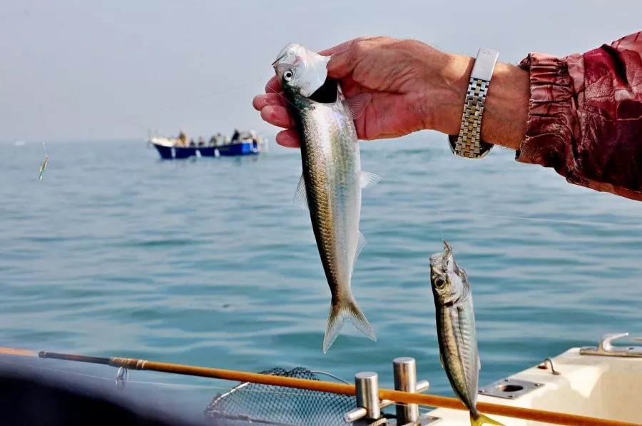 Fishing Adler. Рыболовный Клуб в Адлере: Платная Рыбалка, Рыболовный Клуб, Рыбалка в Адлере, Рыбалка на Море, Рыбалка на Катере, Рыбалка на Яхте, Рыбалка на Белугу, Рыбалка на Форель, Рыбалка на Кумжу, Рыбалка на Селедку,