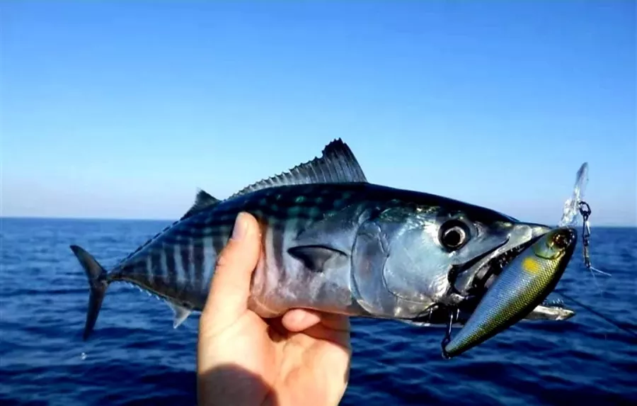 Fishing Adler. Рыболовный Клуб в Адлере: Платная Рыбалка, Рыболовный Клуб, Рыбалка в Адлере, Рыбалка на Море, Рыбалка на Катере, Рыбалка на Яхте, Рыбалка на Белугу, Рыбалка на Форель, Рыбалка на Кумжу, Рыбалка на Селедку,