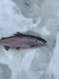 Миниатюра 6