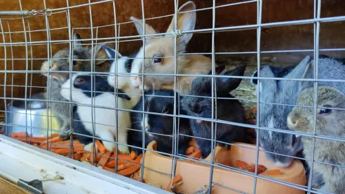 Зоопарк Сказка  в  Самаре