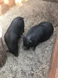 Миниатюра 5