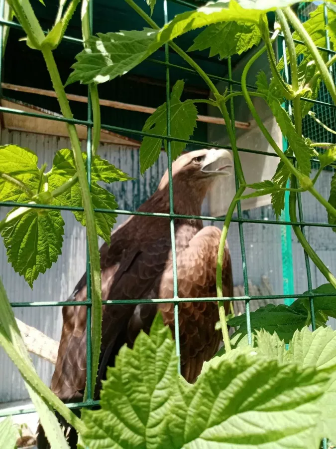 Контактный зоопарк Деревенька в Самаре: Зоопарк, Любимцы, Чилим, Природа, Zoo, Animals, Развлечения, Дети,