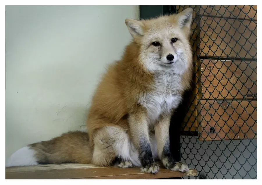 Мини-зоопарк в Сургуте: Зоопарк, Любимцы, Чилим, Природа, Zoo, Развлечения, Animals,
