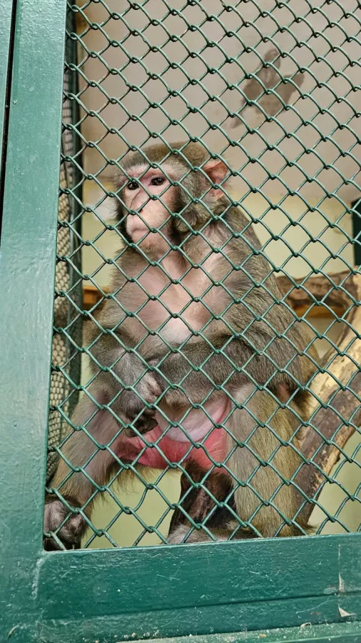 Мини-зоопарк в Сургуте: Зоопарк, Любимцы, Чилим, Природа, Zoo, Развлечения, Animals,