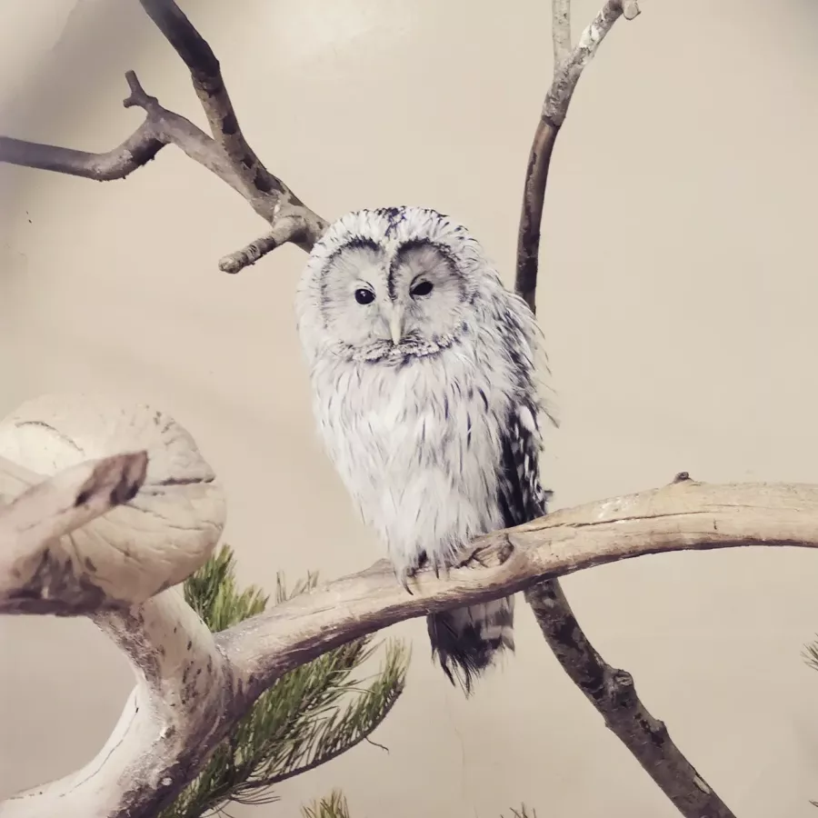 Мини-зоопарк в Сургуте: Зоопарк, Любимцы, Чилим, Природа, Zoo, Развлечения, Animals,
