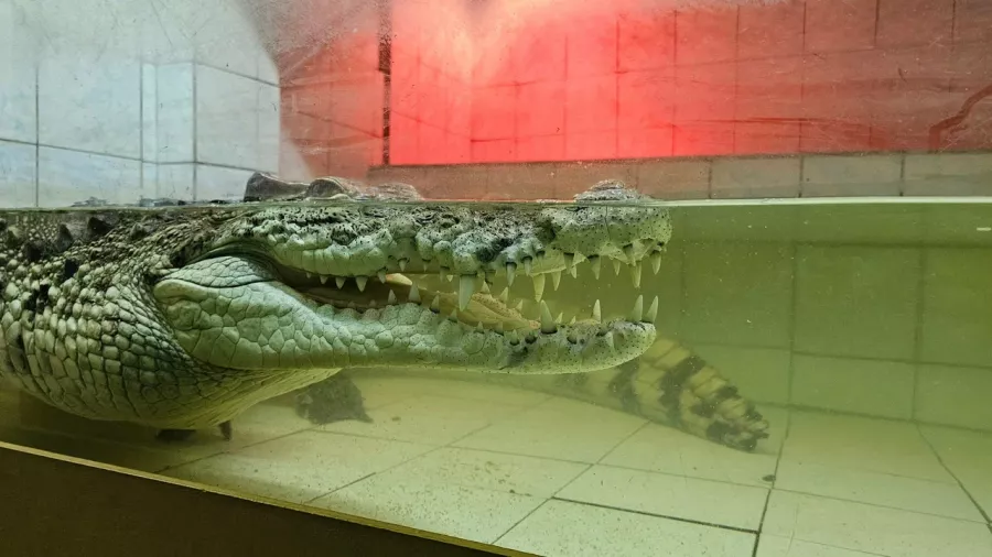 Мини-зоопарк в Сургуте: Зоопарк, Любимцы, Чилим, Природа, Zoo, Развлечения, Animals,