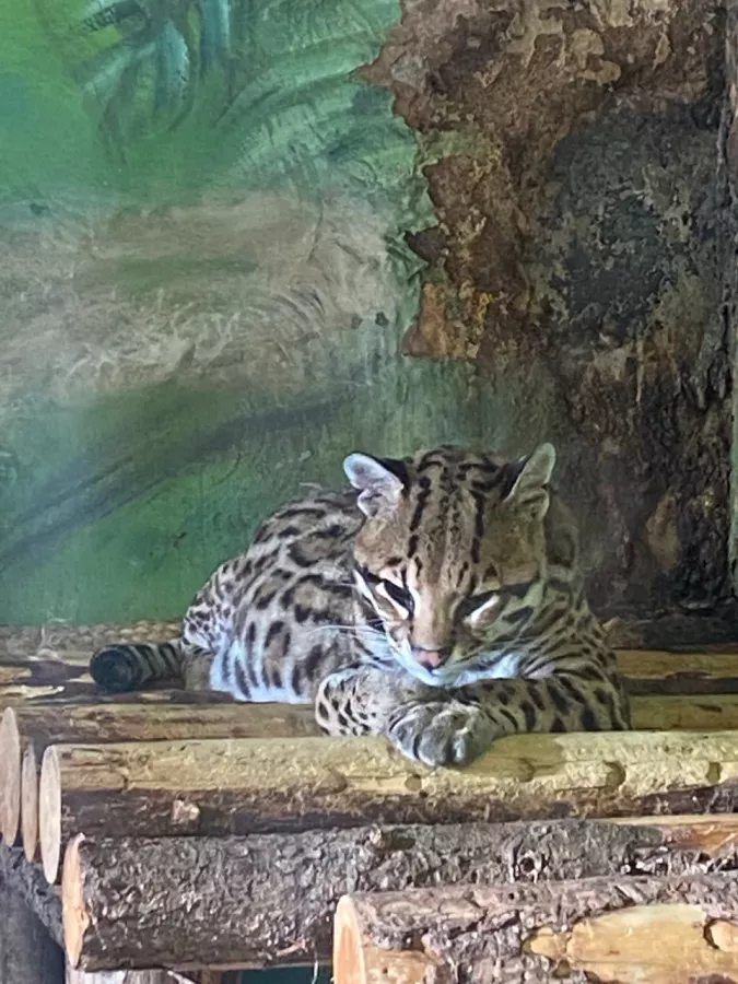 Мини-зоопарк в Сургуте: Зоопарк, Любимцы, Чилим, Природа, Zoo, Развлечения, Animals,