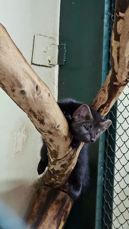 Мини-зоопарк в Сургуте: Зоопарк, Любимцы, Чилим, Природа, Zoo, Развлечения, Animals,