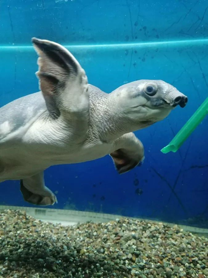 Мини-зоопарк в Сургуте: Зоопарк, Любимцы, Чилим, Природа, Zoo, Развлечения, Animals,