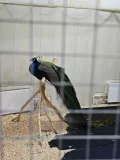 Миниатюра 8