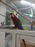 Миниатюра 11