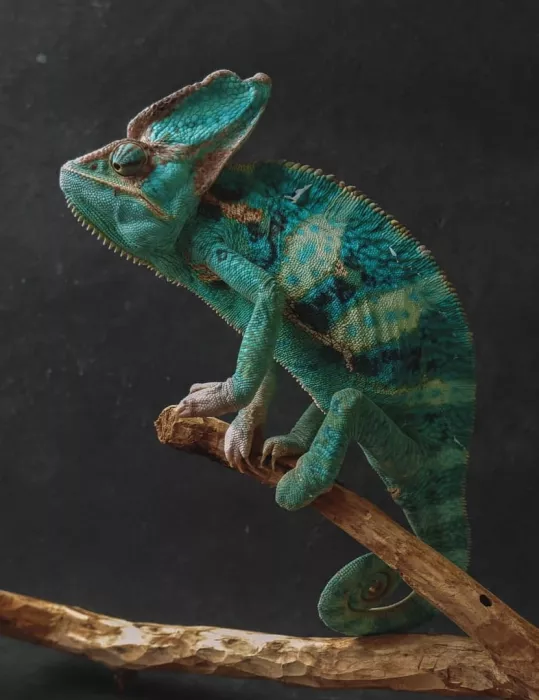 Выставка экзотических животных Тропики  в  Томске