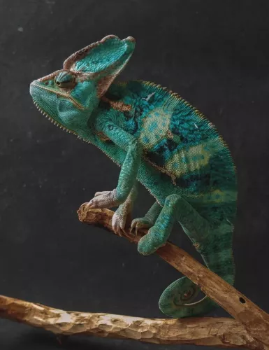 Выставка экзотических животных Тропики  в  Томске