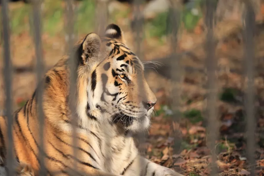 Зоосад Приамурский им. В. П. Сысоева в Хабаровске: Животные, Зоопарк, Природа, Детям,