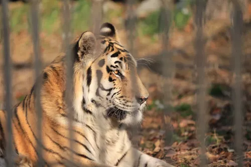 Зоосад Приамурский им. В. П. Сысоева  в  Хабаровске