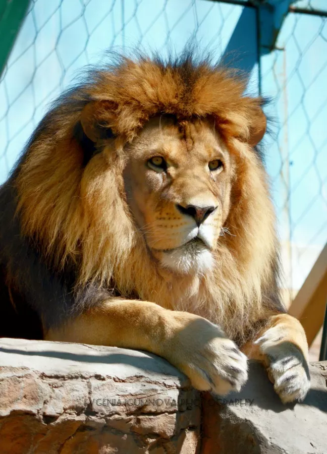 Зоосад Приамурский им. В. П. Сысоева в Хабаровске: Животные, Зоопарк, Природа, Детям,