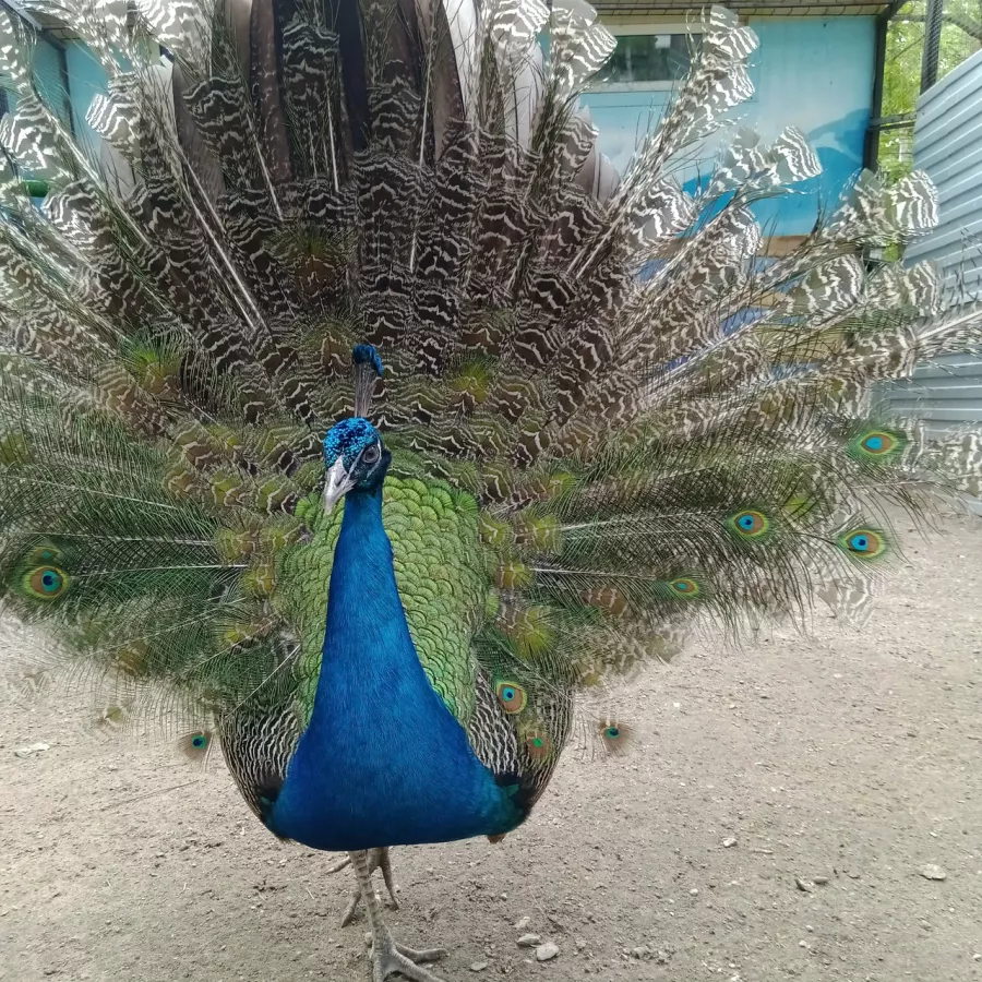 Зоосад Приамурский им. В. П. Сысоева в Хабаровске: Животные, Зоопарк, Природа, Детям,