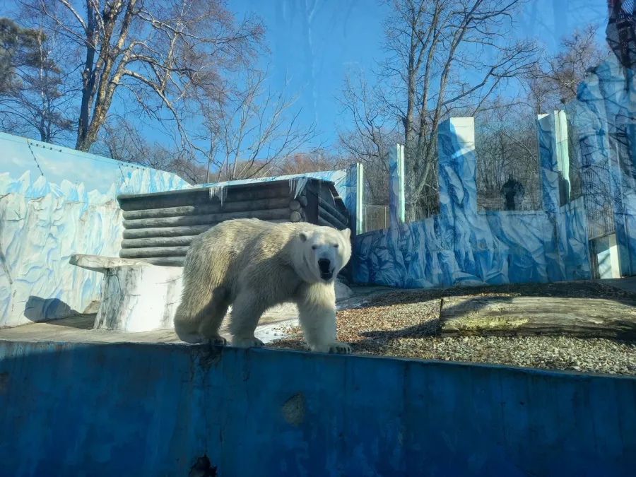 Зоосад Приамурский им. В. П. Сысоева в Хабаровске: Животные, Зоопарк, Природа, Детям,