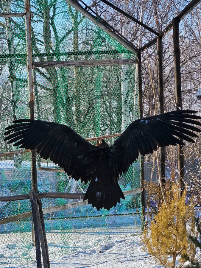 Зоосад Приамурский им. В. П. Сысоева в Хабаровске: Животные, Зоопарк, Природа, Детям,