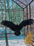 Миниатюра 6