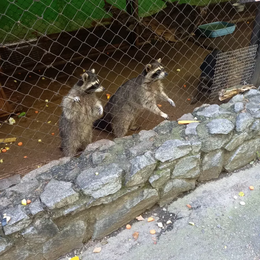 Зоосад Приамурский им. В. П. Сысоева в Хабаровске: Животные, Зоопарк, Природа, Детям,