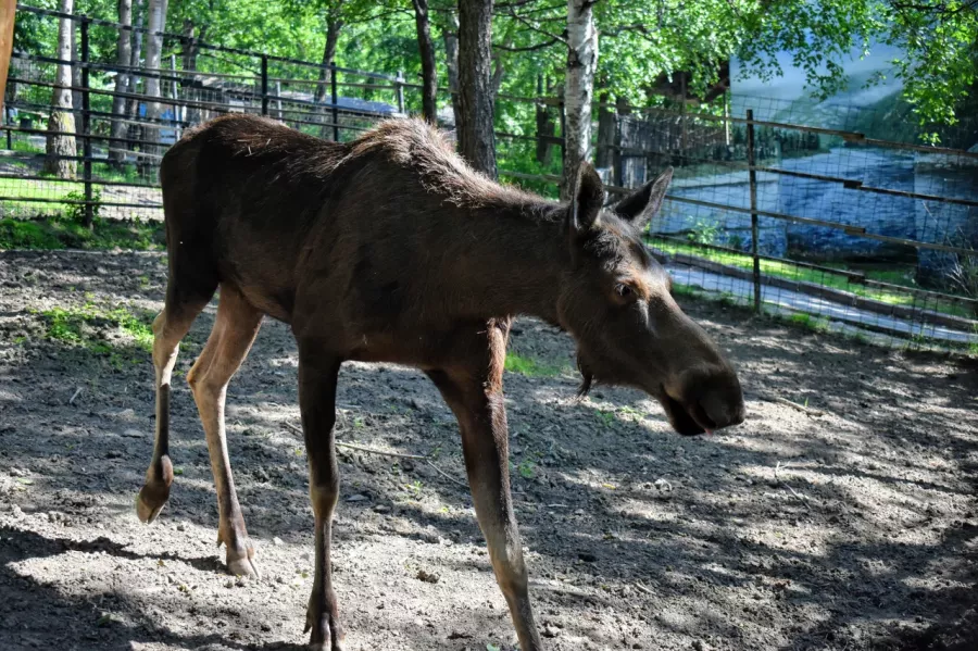 Зоосад Приамурский им. В. П. Сысоева в Хабаровске: Животные, Зоопарк, Природа, Детям,