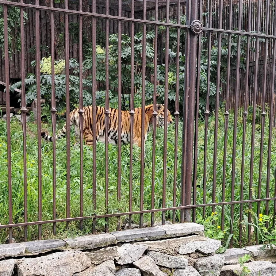 Зоосад Приамурский им. В. П. Сысоева в Хабаровске: Животные, Зоопарк, Природа, Детям,