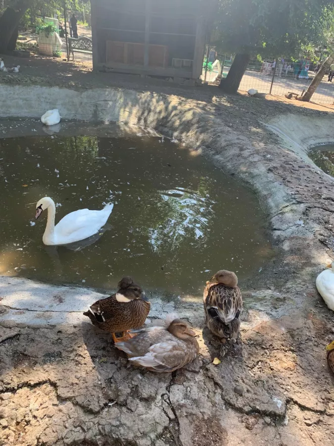 Зоосад Приамурский им. В. П. Сысоева в Хабаровске: Животные, Зоопарк, Природа, Детям,