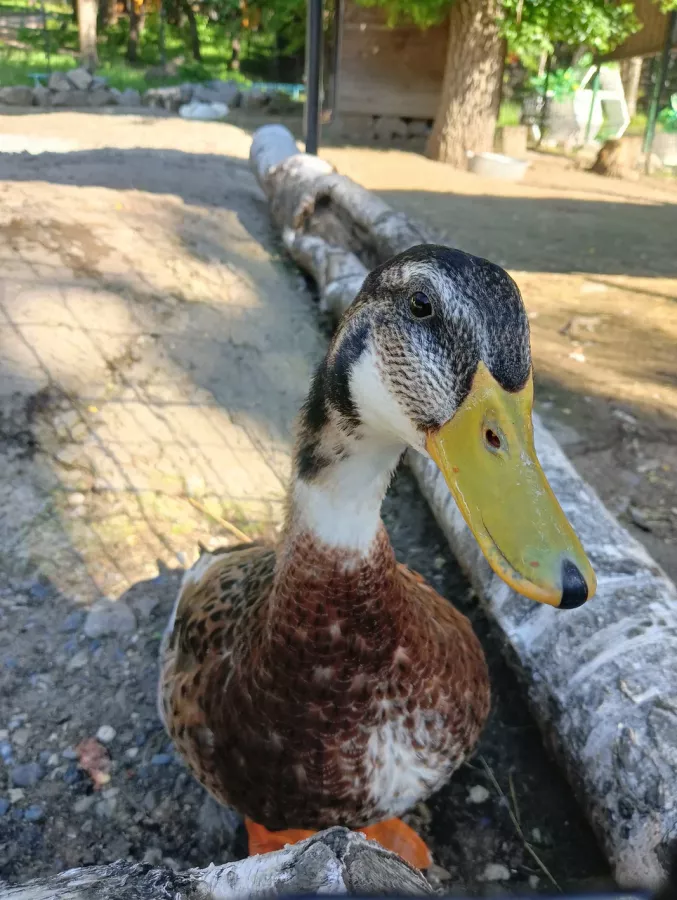 Зоосад Приамурский им. В. П. Сысоева в Хабаровске: Животные, Зоопарк, Природа, Детям,