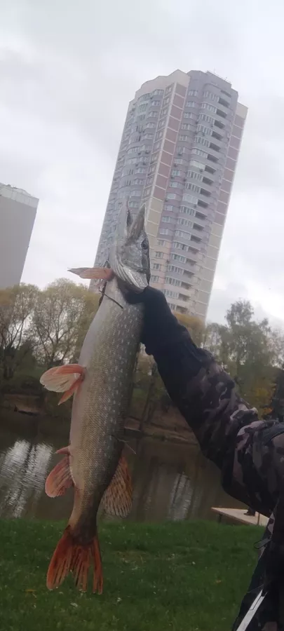Рыболовный Клуб Белый Карп в Москве: Платная Рыбалка, Рыболовный Клуб, Рыбалка в Москве, Рыбалка на Пруду, Рыбалка на Форель, Рыбалка на Осетра, Рыбалка на Щуку, Рыбалка на Карпа, Рыбалка на Линь, Рыбалка на Окуня,