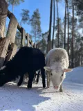 Миниатюра 11
