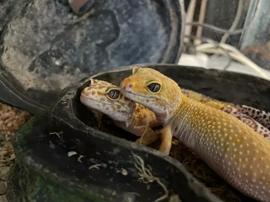 Зоопарк Жучки паучки в Москве: Животные, Зоопарк, Детям, Природа,