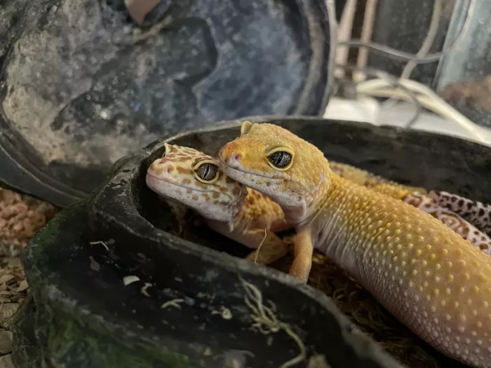 Зоопарк Жучки паучки  в  Москве