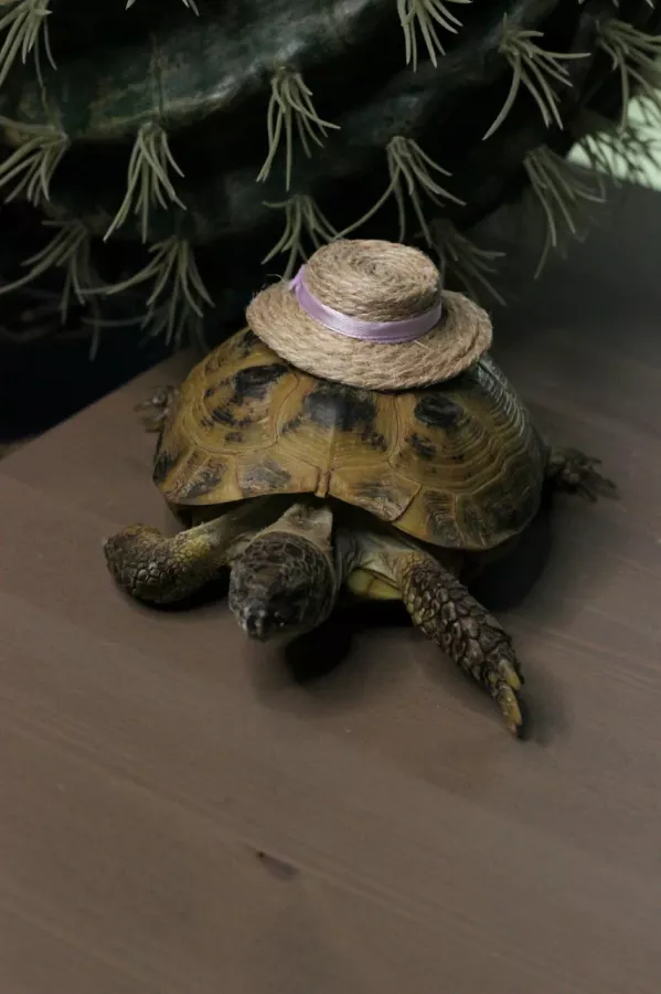 Зоопарк Жучки паучки в Москве: Животные, Зоопарк, Детям, Природа,