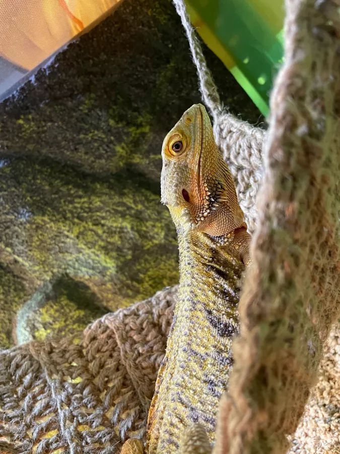 Зоопарк Жучки паучки в Москве: Животные, Зоопарк, Детям, Природа,