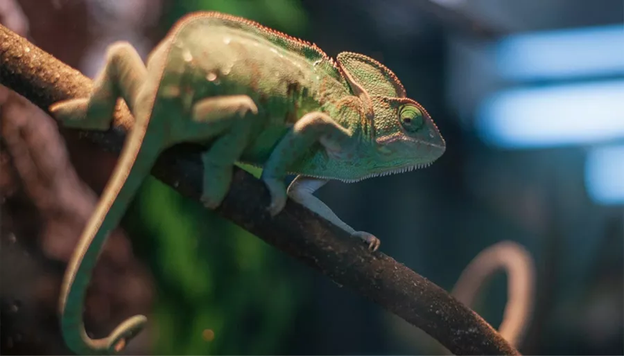 Зоопарк Жучки паучки в Москве: Животные, Зоопарк, Детям, Природа,