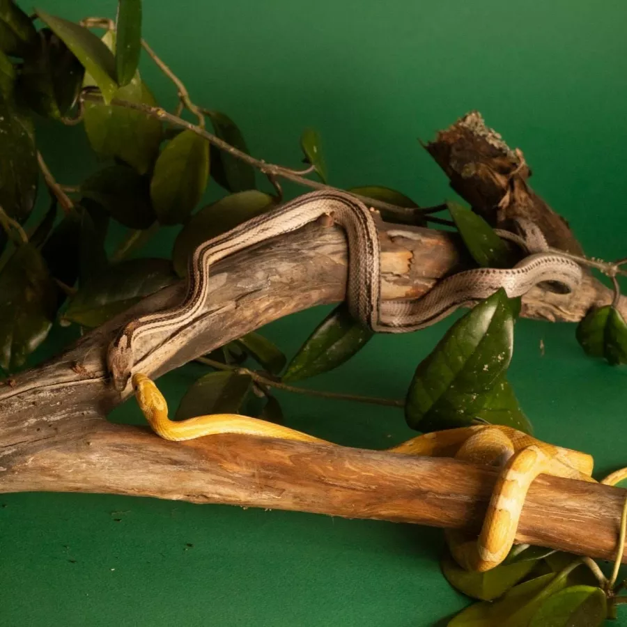 Зоопарк Жучки паучки в Москве: Животные, Зоопарк, Детям, Природа,