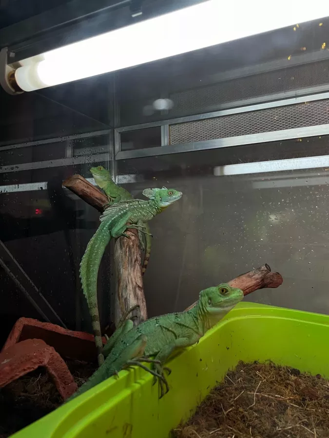 Зоопарк Жучки паучки в Москве: Животные, Зоопарк, Детям, Природа,