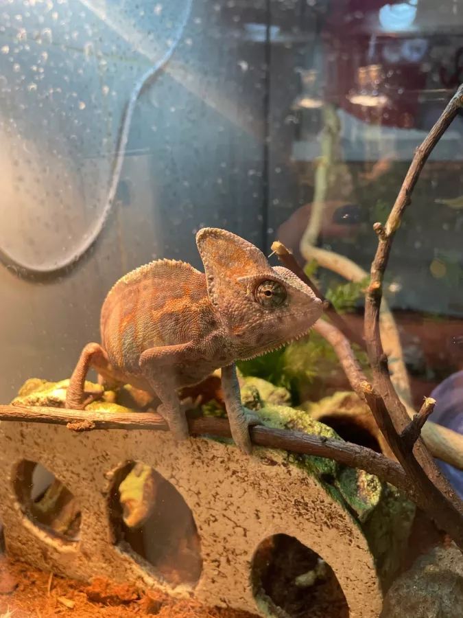 Зоопарк Жучки паучки в Москве: Животные, Зоопарк, Детям, Природа,