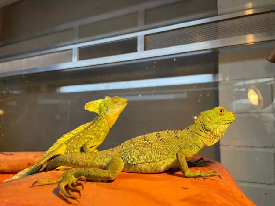 Зоопарк Жучки паучки в Москве: Животные, Зоопарк, Детям, Природа,