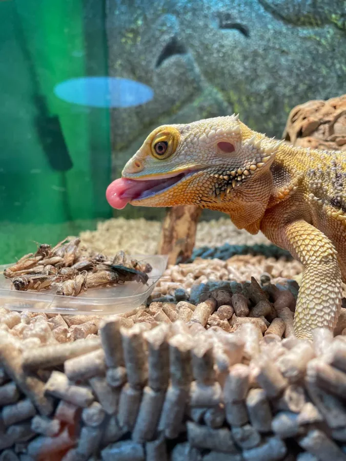 Зоопарк Жучки паучки в Москве: Животные, Зоопарк, Детям, Природа,