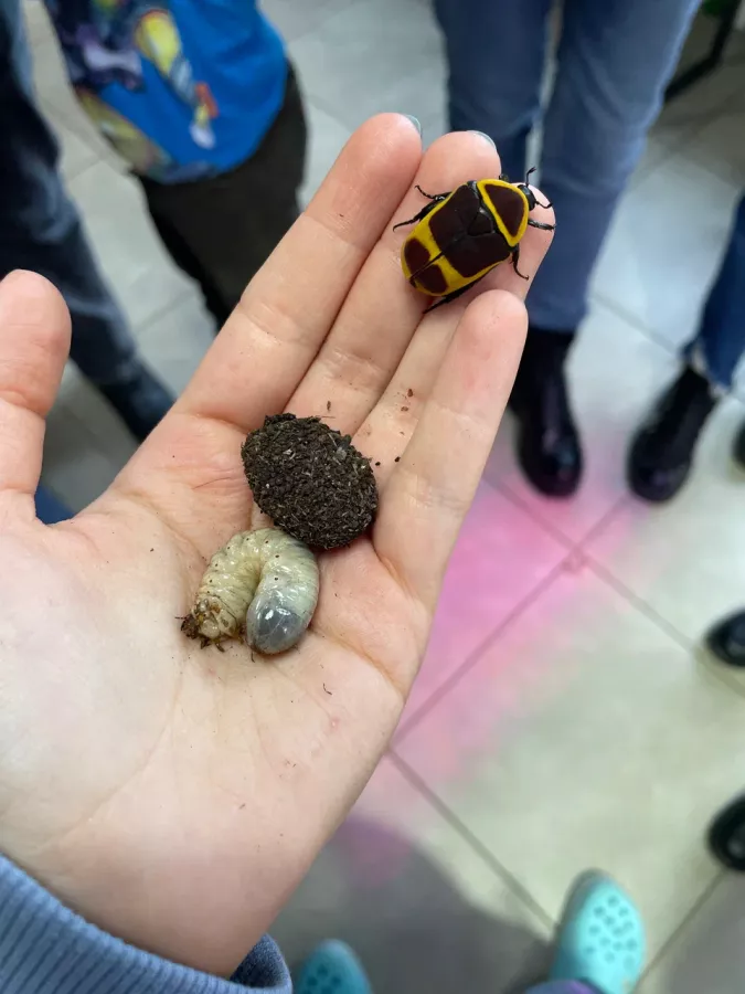 Зоопарк Жучки паучки в Москве: Животные, Зоопарк, Детям, Природа,